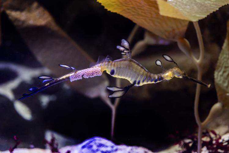 Weedy sea dragon dad pregnant with 70 eggs after rare egg transfer at Shedd Aquarium