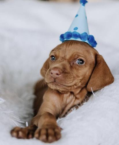 A lucky rescue dog celebrates One Tail at a Time's 14th birthday.