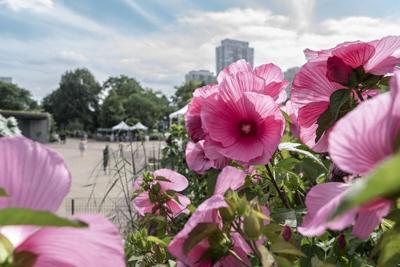 Lincoln Park Zoo recognized as a botanic garden for its conservation efforts