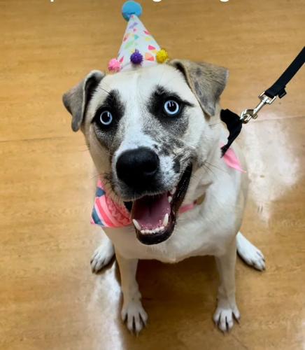 Tracy the Dog has been at PAWS Adoption Center for 570 days.