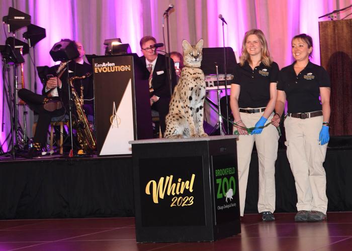 Several animals from Brookfield Zoo, including a serval named Kyan, made an appearance in the Chicago Hilton’s Grand Ballroom during the Chicago Zoological Society’s annual black-tie fundraising gala.