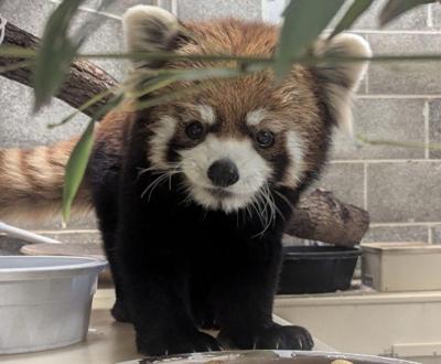Lincoln Park Zoo introduces new red panda Qi in time for Chinese New Year