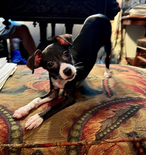 A PAWS Chicago pup has found her forever home with us.