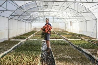 Protea flower grower Nico Thuynsma cultivates the blooms north of Johannesburg, 1,500 km (930 miles) from their natural home at the southern tip of Africa