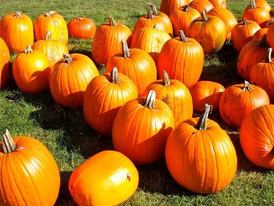 Goebbert’s Pumpkin Farm  Picture by amandamonkey and Creative Commons