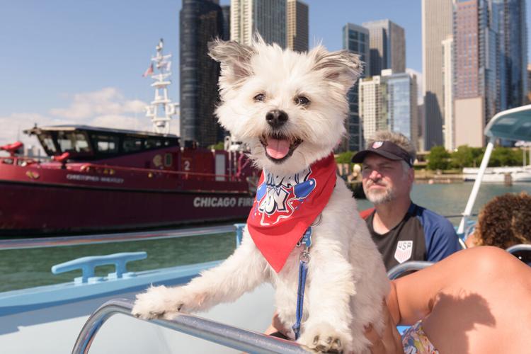Mercury Canine Cruise. (Photo by Barry Butler courtesy of Mercury Canine Cruises)