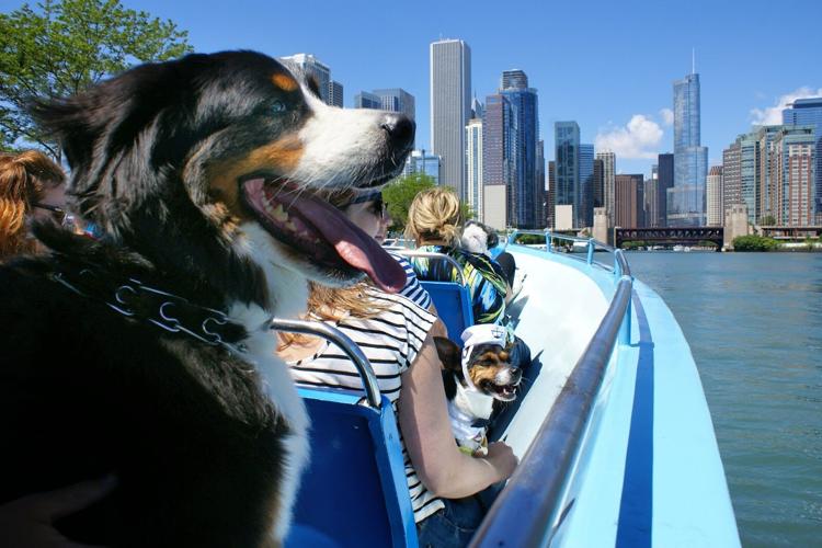 Paws on deck! Canine Cruise returns aboard First Lady for a doggone good time