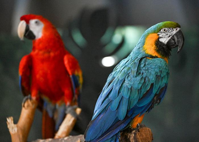 Scarlett macaw and blue and gold macaw at Brookfield Zoo. (Provided photo)