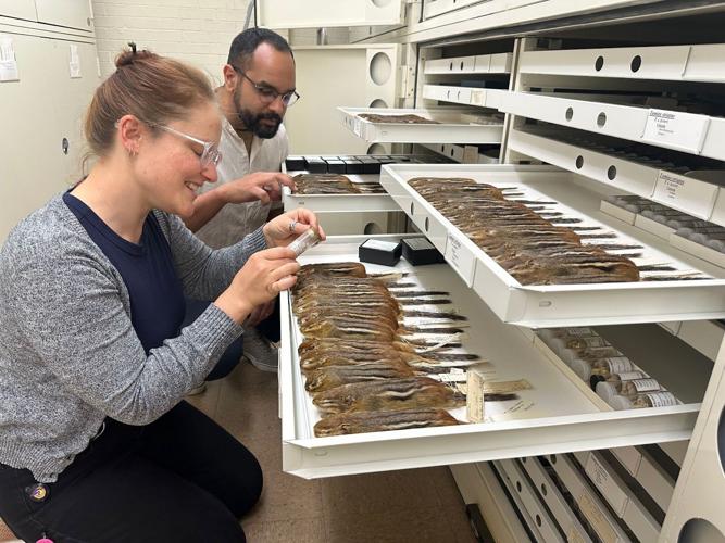 This is nuts! Evidence of evolution in Chicago chipmunks revealed by Field Museum

