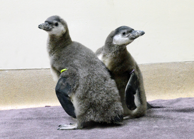 Meet Brookfield Zoo’s newest penguin chicks, kangaroo joey and more babies