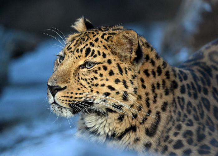Brookfield Zoo Chicago spots a win with birth of two rare Amur leopard cubs