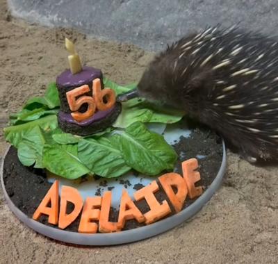 Adelaide, a short-beaked echidna, is Brookfield Zoo's oldest resident at age 56.