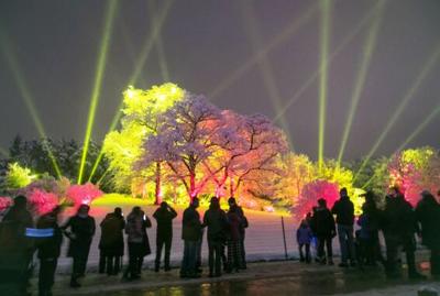 Now through January 2, Morton Arboretum is hosting Illumination, Tree Lights.