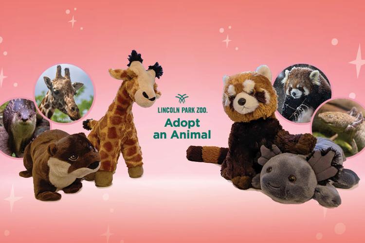 "Adopt an animal" from Lincoln Park Zoo for the holidays!