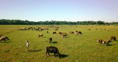 Free-range cows graze at Zeal Grass Milk Creamery’s farm, located in southwest Missouri. (Courtesy of Zeal Grass Milk Creamery)