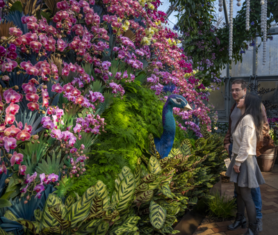 Chicago Botanic Garden’s Orchid Show returns with an Indian-inspired experience