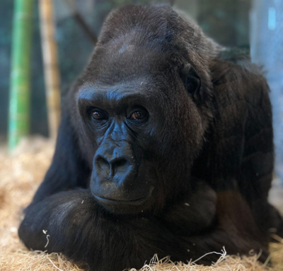 Lincoln Park Zoo Bids farewell to beloved gorilla Bana
