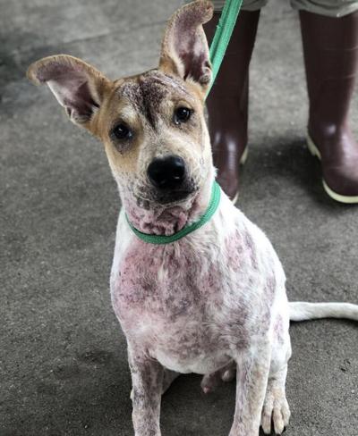 One Tail at a Time will host Winter Wonderland, a fundraiser for animal rescue on December 4.
