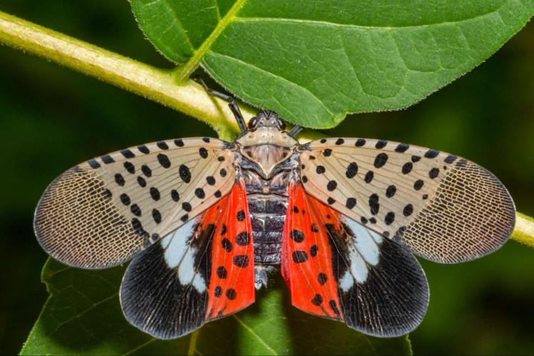The Spotted Lanternfly can be easily identified for its bright red color and large spots
