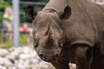 Lincoln Park Zoo welcomes Lulu, a new Rhino star
