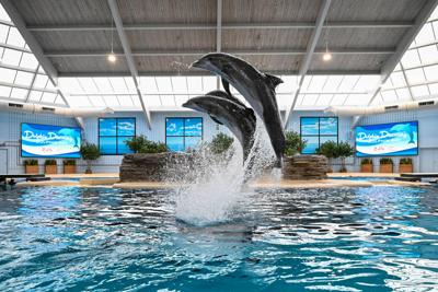 Brookfield Zoo Chicago unveils “Dolphin Discovery” show inside renamed habitat