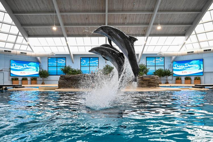 Brookfield Zoo Chicago unveils “Dolphin Discovery” show inside renamed habitat