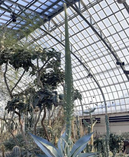 Garfield Park Conservatory's agave guiengola named Guien is showing amazing growth in the Desert House. (Photo courtesy of Chicago Park District)