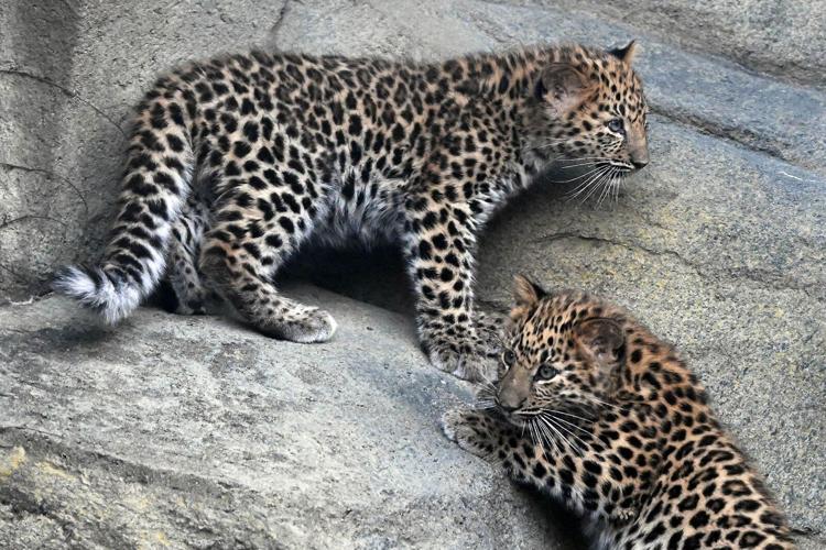 Rare Amur leopard cubs begin
