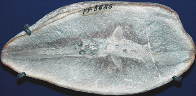 Fossil nerds unite! Get sedimental at Mazon Creek
