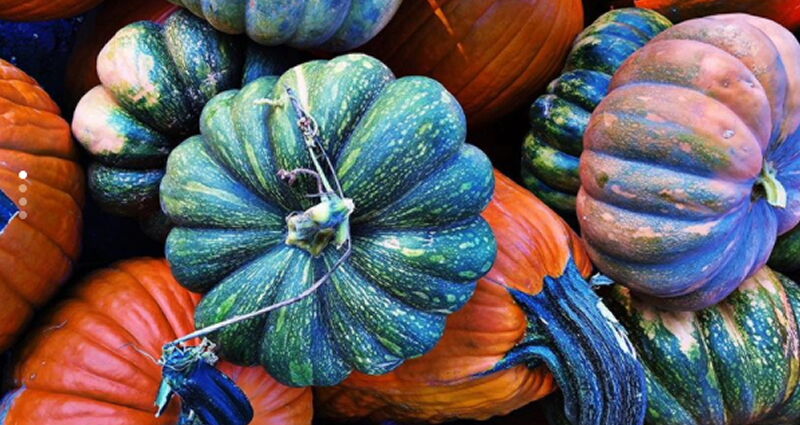 Bengtson’s Pumpkin Farm