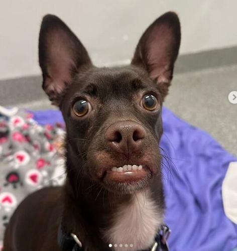 Marshall, a homeless pet waiting for his forever home at PAWS Chicago, following a dental procedure.