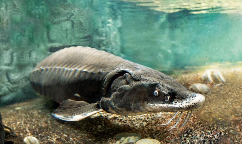 136 million years later—Lake sturgeon at Shedd Aquarium predate “Jurassic World” dinos
