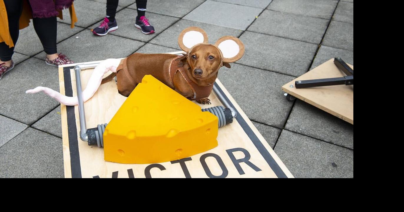 Chicago’s top three (cutest) pet Halloween costume contests