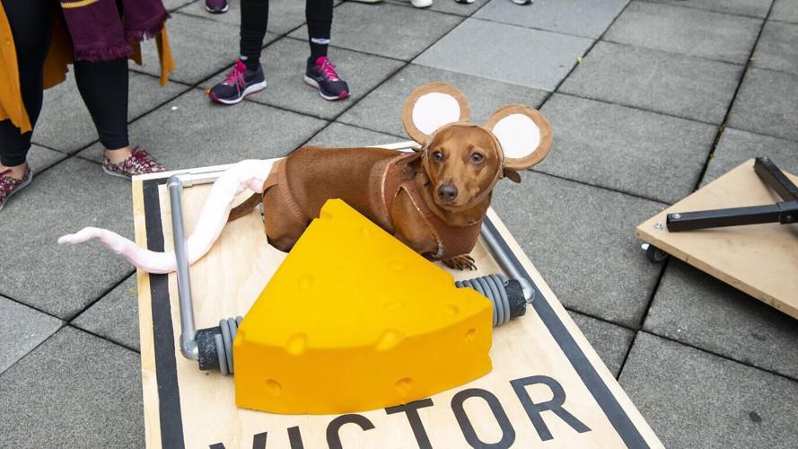 Streeterville Halloween pet costume contest returns to MCA Chicago for 39th year. (Photo |MCA Chicago)