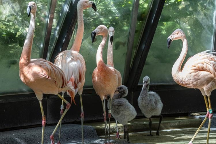 Flamin-goals! Lincoln Park Zoo introduces two adorable Chilean baby flamingos image one