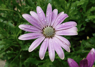 Chicago conservatories bloom in Spring 2026 One