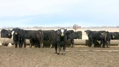 Cattle at feeder