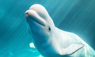 Shedd Aquarium mourns the death of three beluga whales in the space of a week