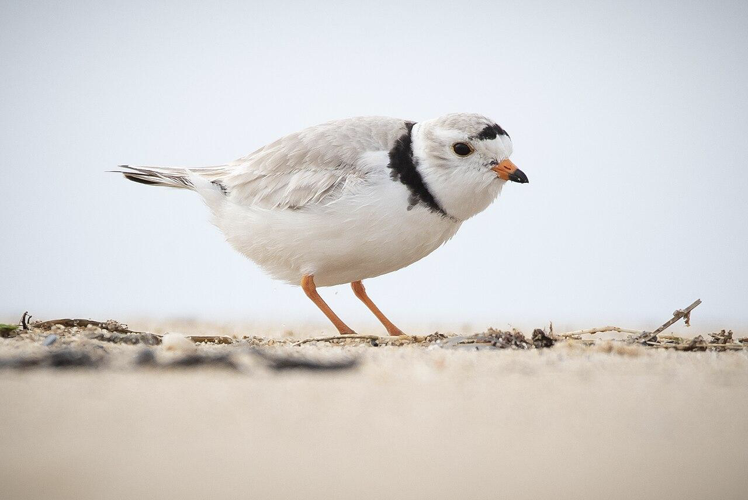 Lincoln Park Zoo saves piping plover eggs after storms image one