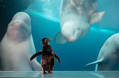 Shedd Aquarium, and its lakefront campus, set to be transformed by The Centennial Commitment.