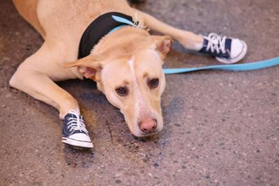 Pooped-out partygoer at One Tail at a Time's Houndstooth Ball at Morgan Manufacturing.