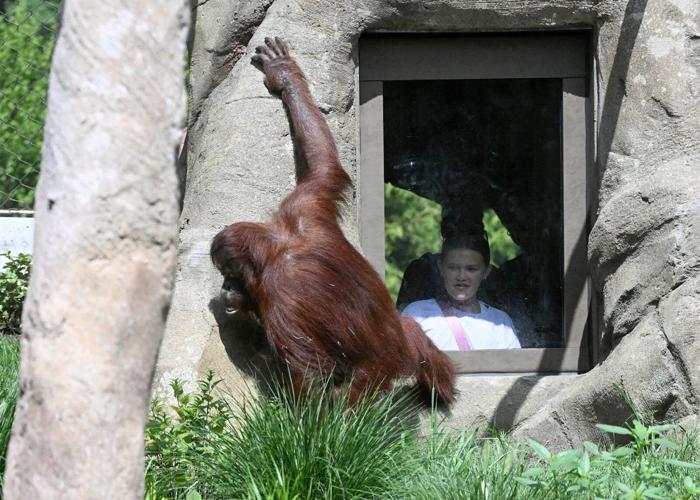 Orangutans go ape over Brookfield Zoo Chicago’s new primate paradise
