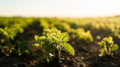 Soybean