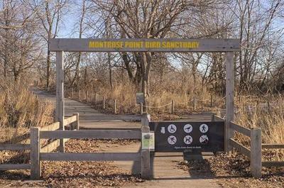 Birds of a feather, living it up and finding love at Montrose Point Bird Sanctuary