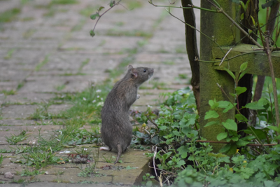 Rodents beware Chicago uses birth control to manage rats population