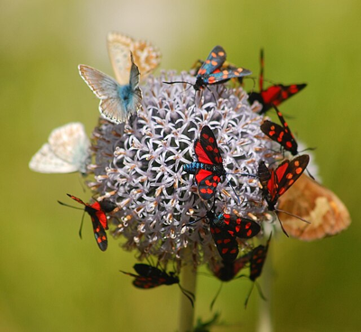Get your spring buzz on at the Judy Istock Butterfly Haven 