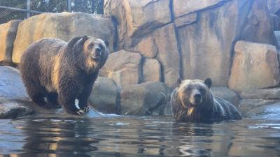 Lincoln Park Zoo welcomes brown bears (after 46 years) and rare new penguin chick