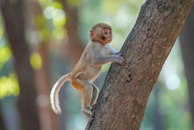 Monkey business: Baby Japanese macaque Punch's viral triumph at Ichikawa City Zoo
