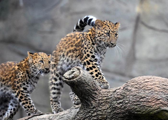 Spotted at Brookfield Zoo Chicago: Rare Amur leopard cubs Sady and Lacy turn one