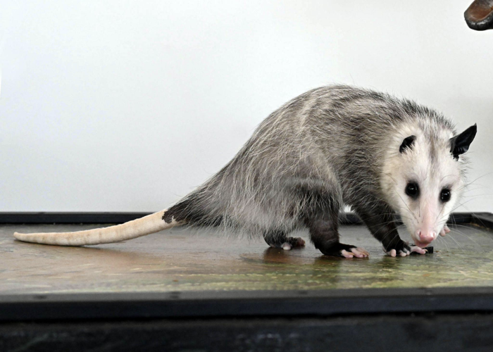 Brookfield Zoo Chicago’s rescued opossum officially named image two